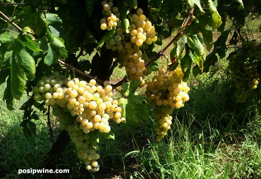 Map of Pošip Wineries Pošip Wine